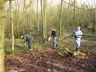 Much poor and damaged timber to clear. &copy;VG