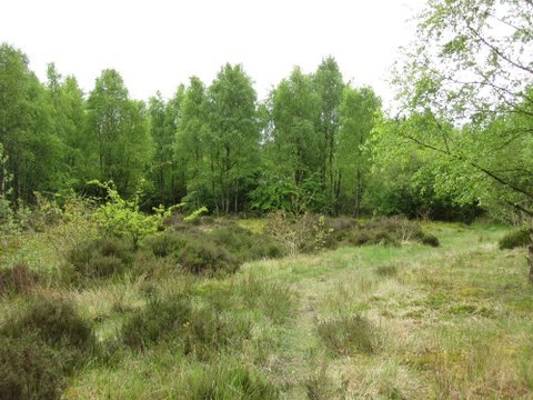 Heather patch. &copy;VG