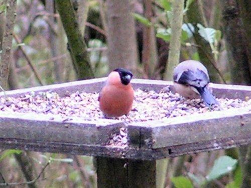 Bullfinch and Great Tit at the feeding station. &copy;Ian Crossen